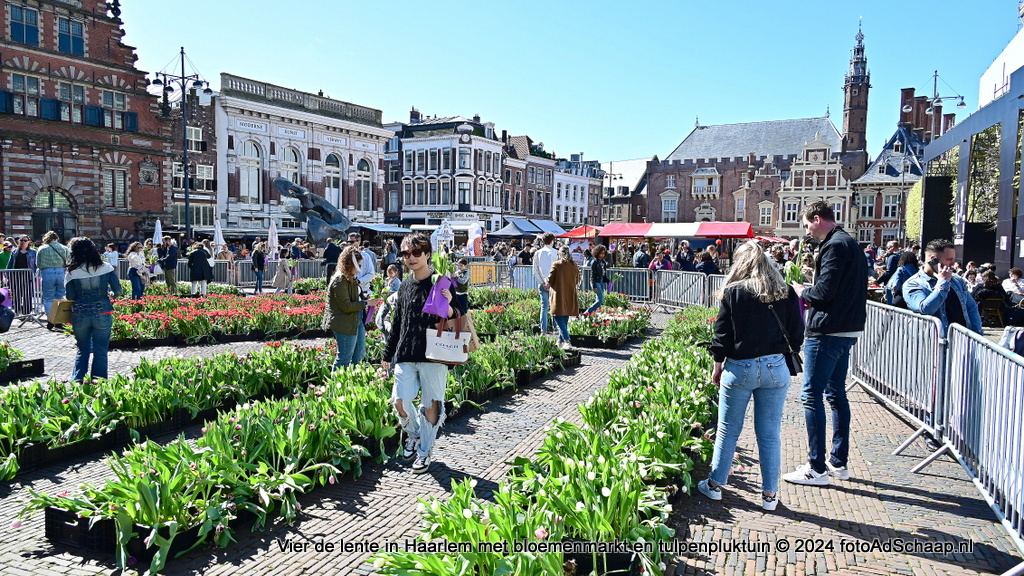 Vier de lente in Haarlem met bloemenmarkt en tulpenpluktuin