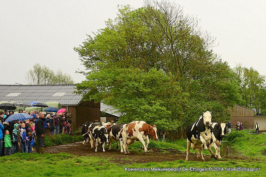 Melkveebedrijf De Ettingen 2014 Haarlemmerliede - Koeiendans